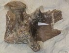 Mosasaur (Platecarpus) Bones With Shark Tooth Marks - Kansas #40089-4
